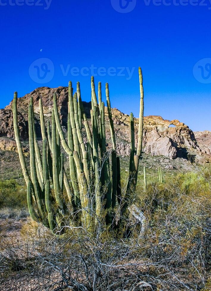 Desert landscape with cacti, Stenocereus thurberi, Carnegiea gigantea and other succulents photo