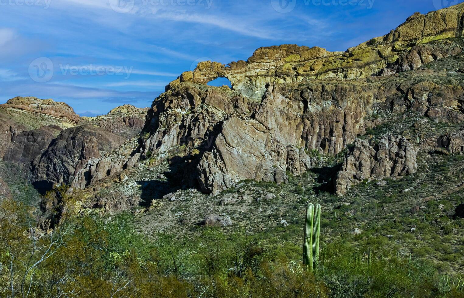 Desert landscape with cacti Opuntia, Stenocereus thurberi, Carnegiea gigantea and other succulents in Organ Pipe National Park, Arizona photo