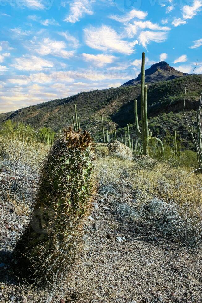 Ferocactus wislizeni Fishhook Barrel Cactus - flowering plant with ripening fruits and seeds in the rock desert photo