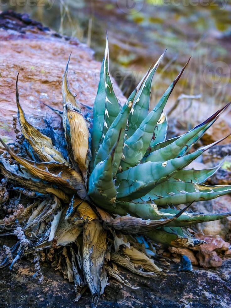 Desert mountain rock landscape in Arizona, succulent Agave sp. grows in the mountains photo