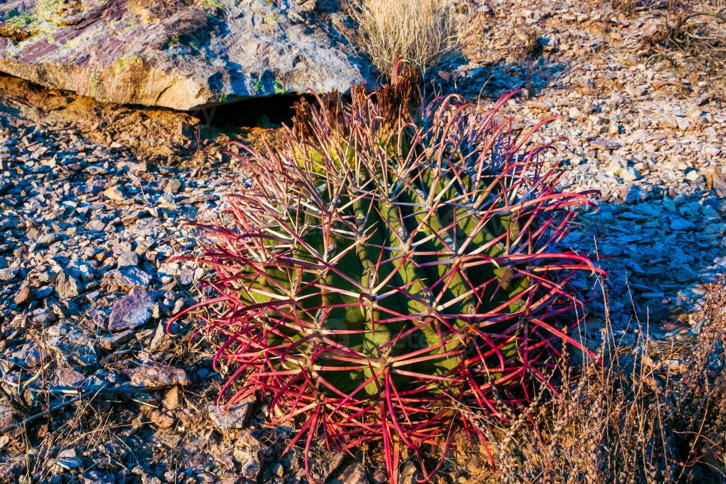 Ferocactus wislizeni Fishhook Barrel Cactus, a young plant growing among stones in a rock desert photo