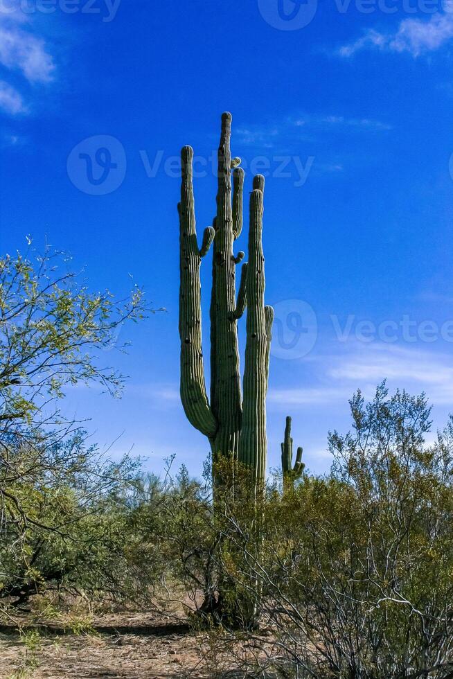 Carnegiea gigantea - giant cactus against a blue sky in the rock desert in Organ Pipe NP photo