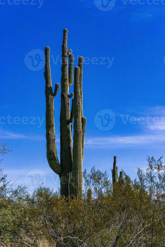 Carnegiea gigantea - giant cactus against a blue sky in the rock desert in Organ Pipe NP photo