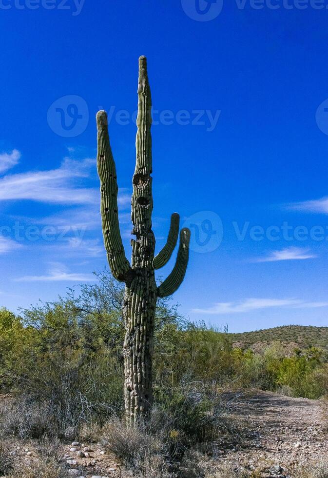 Carnegiea gigantea - giant cactus against a blue sky in the rock desert in Organ Pipe NP photo