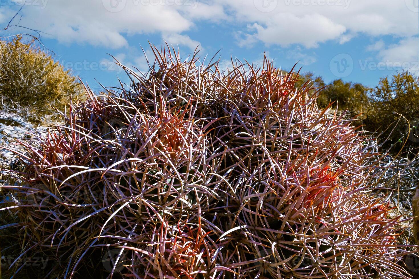 Echinocactus polycephalus, Desert landscape with cacti in the California photo