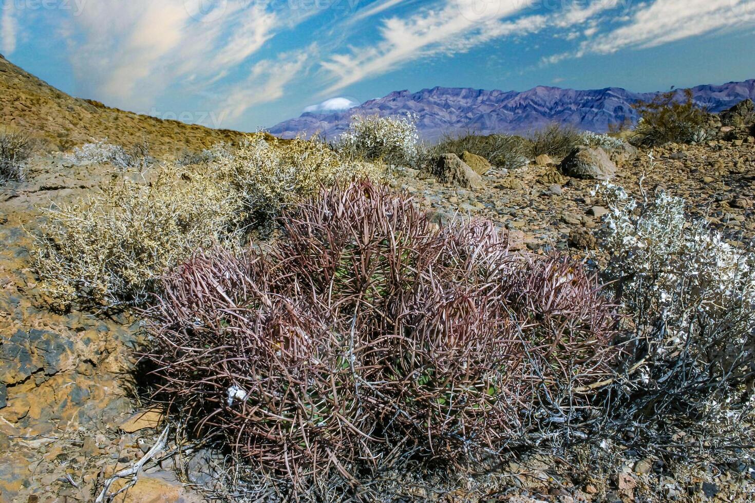 Echinocactus polycephalus, Desert landscape with cacti in the California photo