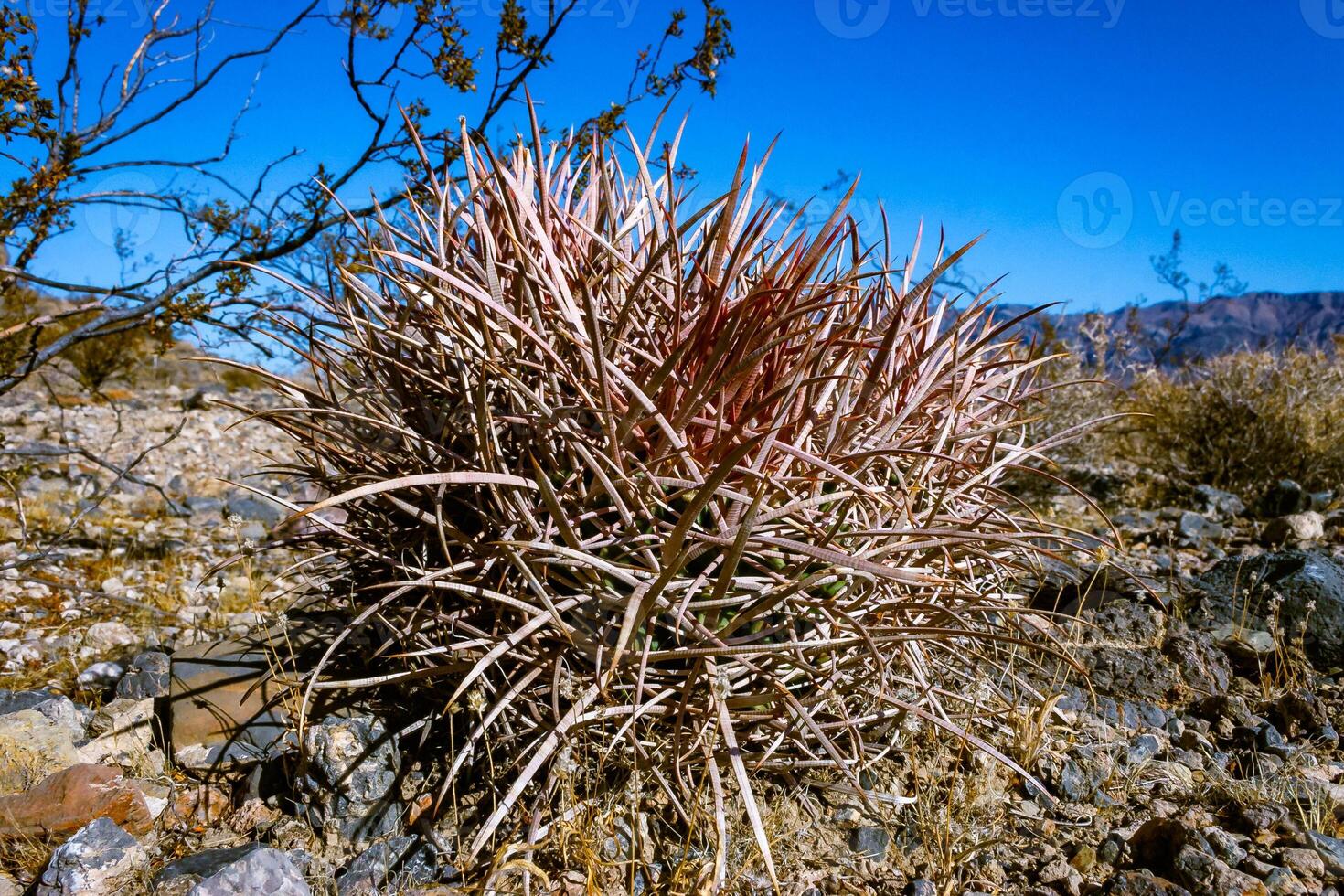 Cannonball, Cotton top, Many-headed Barrel Cactus photo