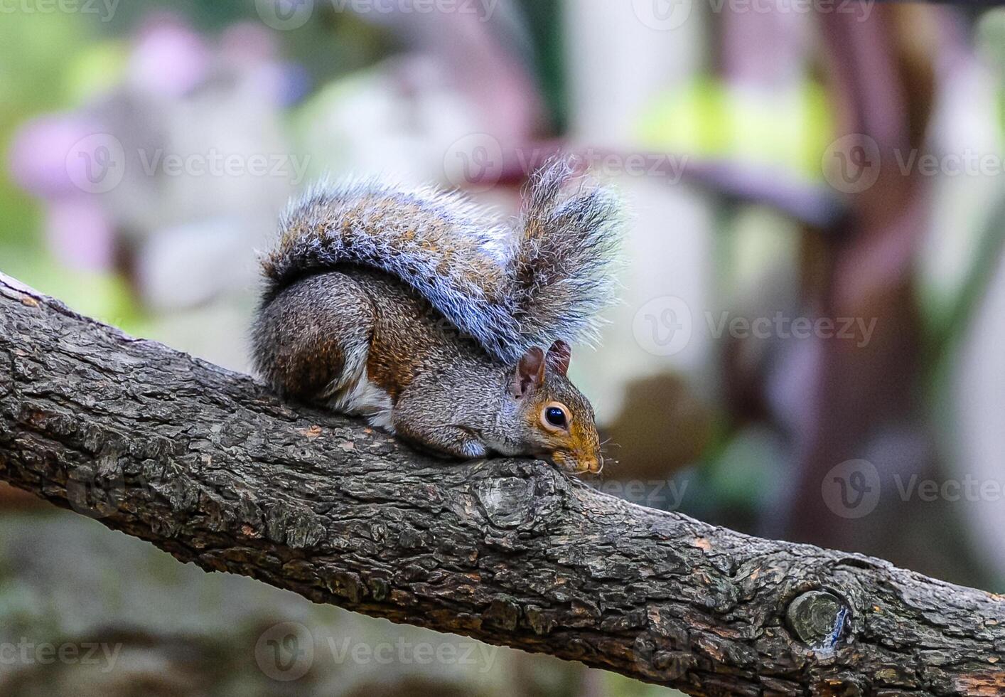 Gray Squirrel Sciurus carolinensis On a tree in the park, Manhattan photo