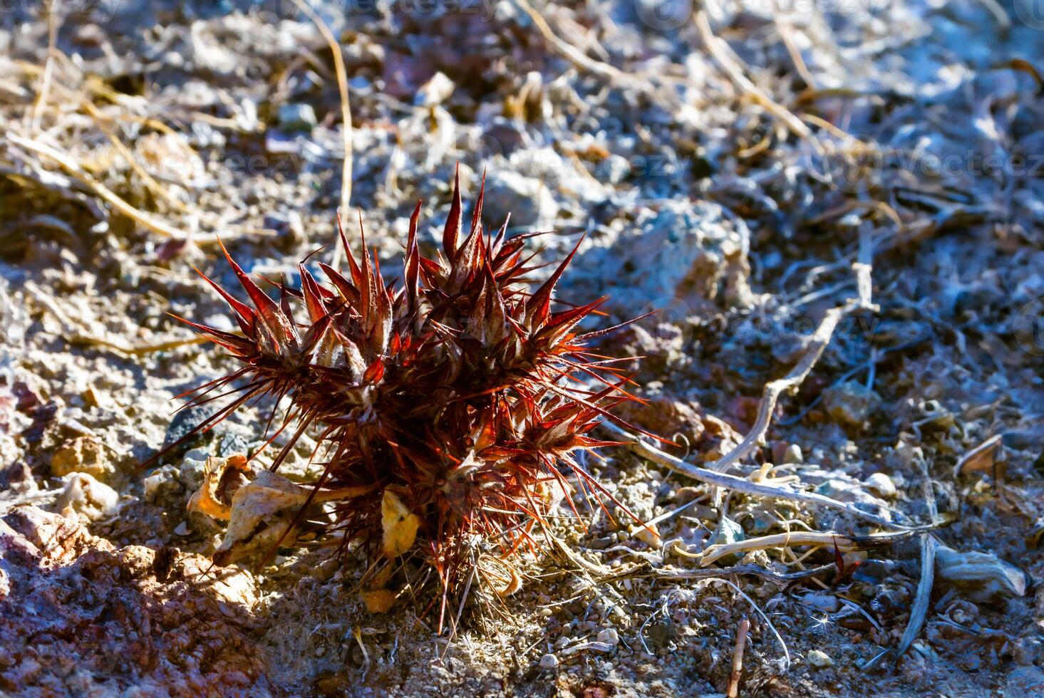 Devil's Spineflower, Rigid Spineflower - Chorizanthe rigida, dry spiny plant photo