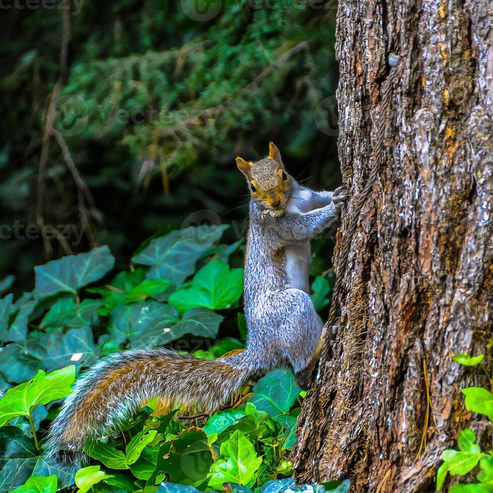 Gray Squirrel Sciurus carolinensis, On a tree in the park, Manhattan photo