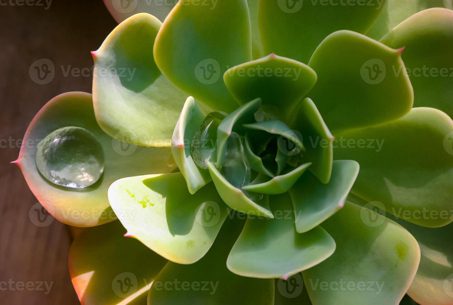 Aeonium sp., succulent plant with succulent leaves photo