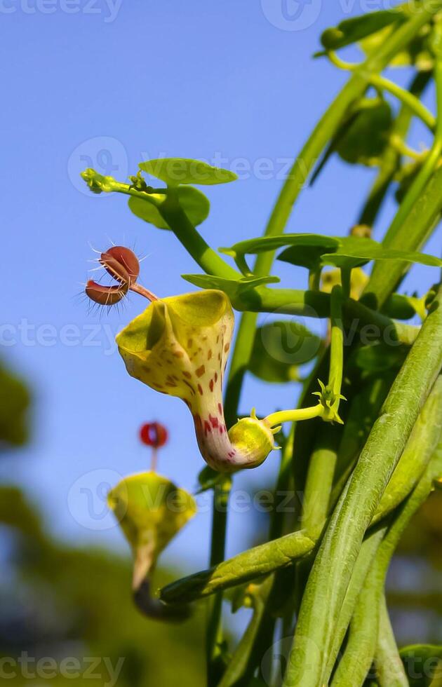 Unusual flower of a succulent plant with succulent leaves Ceropegia sp. photo