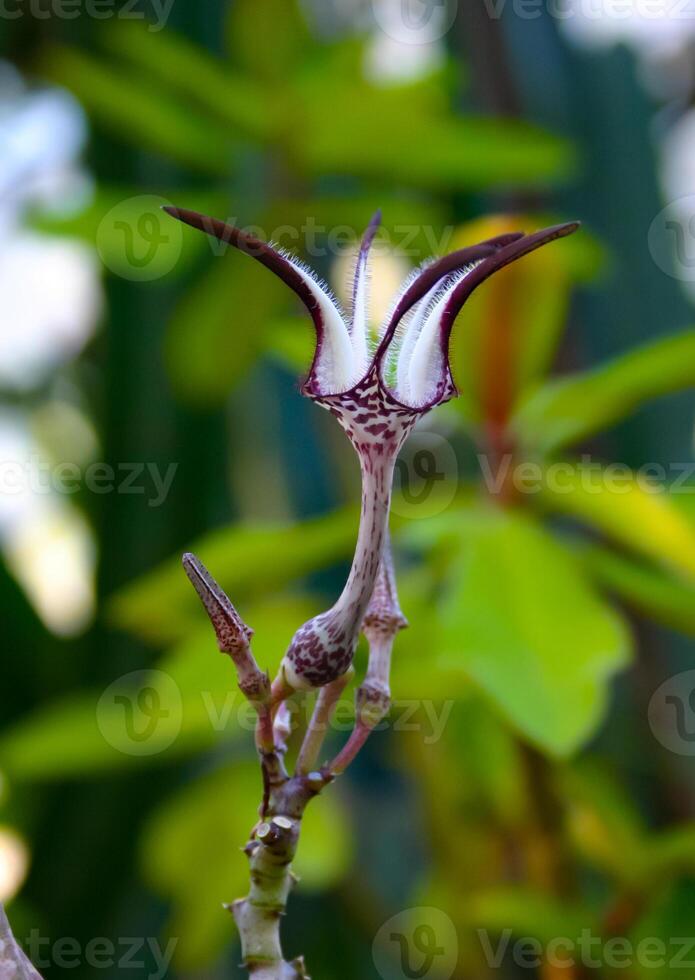 Unusual flower of a succulent plant with succulent leaves Ceropegia sp. photo