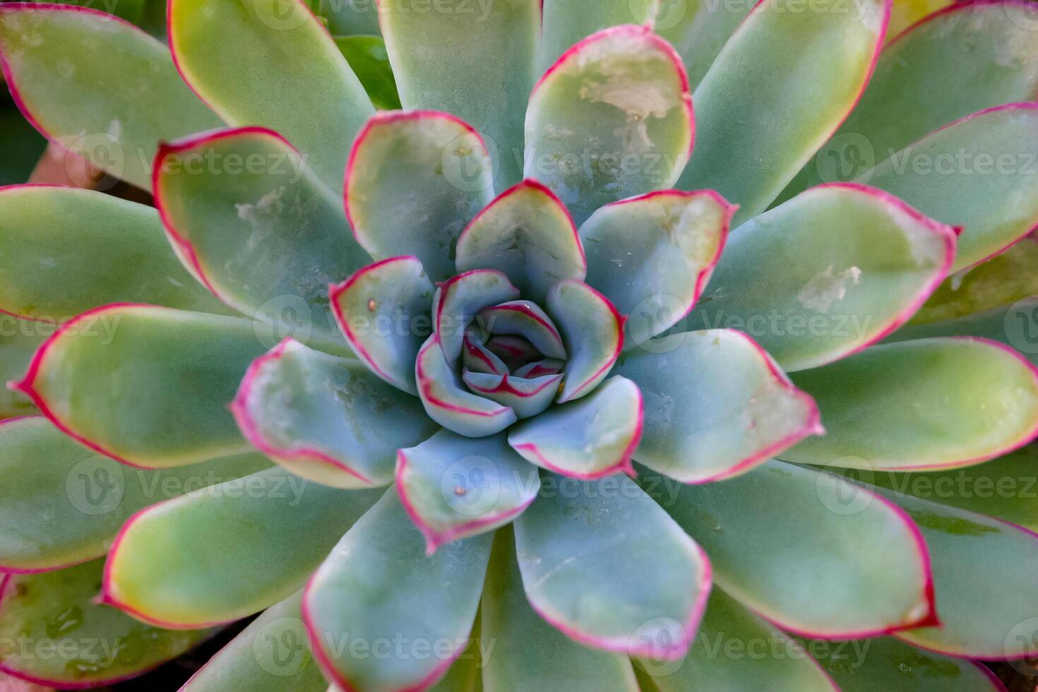 Close-up, succulent leaves of a succulent plant Echeveria sp. in a botanical garden collection photo