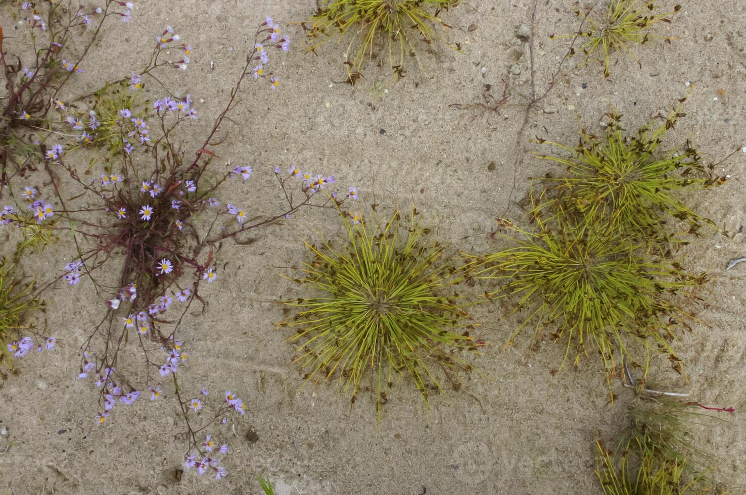 Unique coastal vegetation on sand dunes along the Black Sea coastline photo