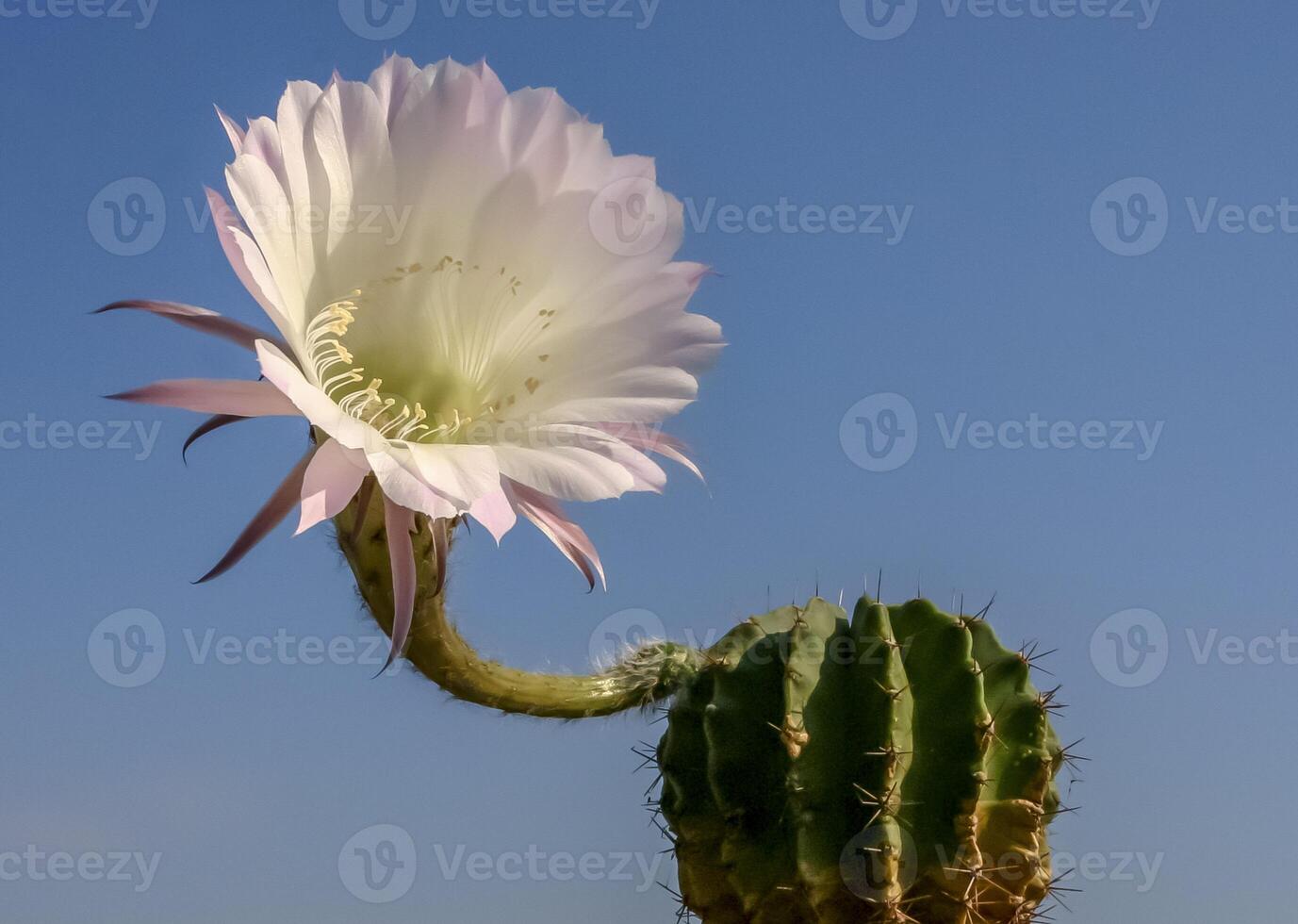 Echinopsis sp. - cactus blooming with a pink and white flower against a blue sky photo