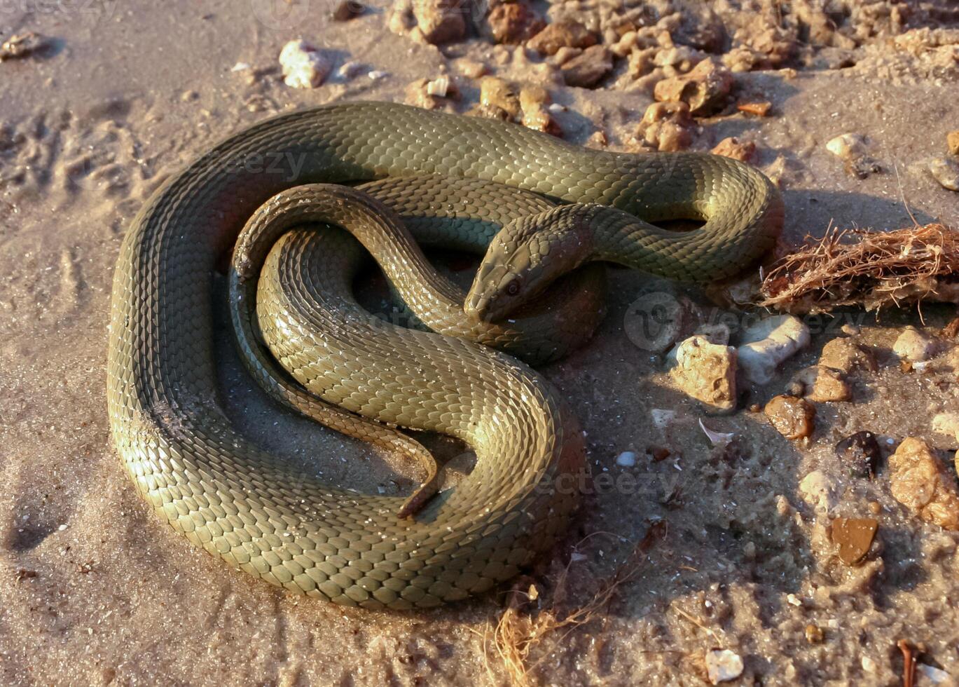 The dice snake Natrix tessellata, a water snake basks in the sun on the sandy shore of a lake photo