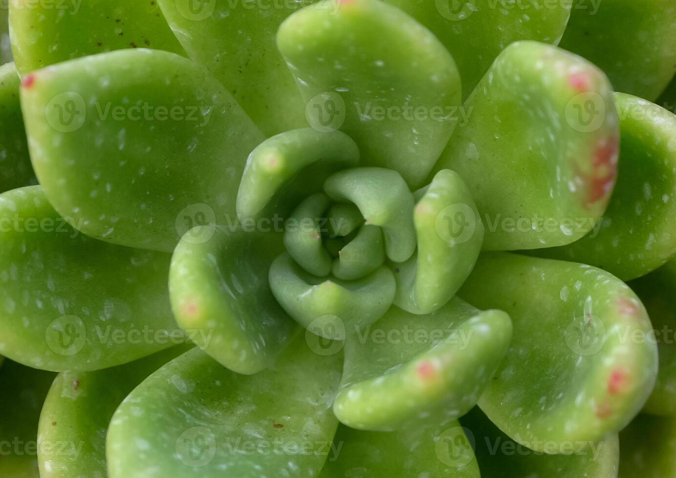 Close-up, succulent leaves of a succulent plant Echeveria sp. in a botanical garden collection photo