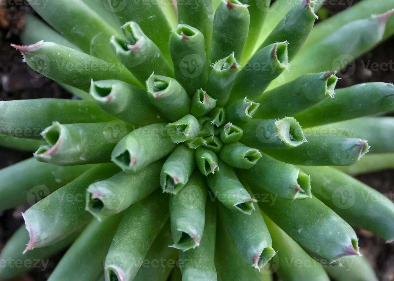 Andromiscus sp. succulent with succulent leaves that store water photo