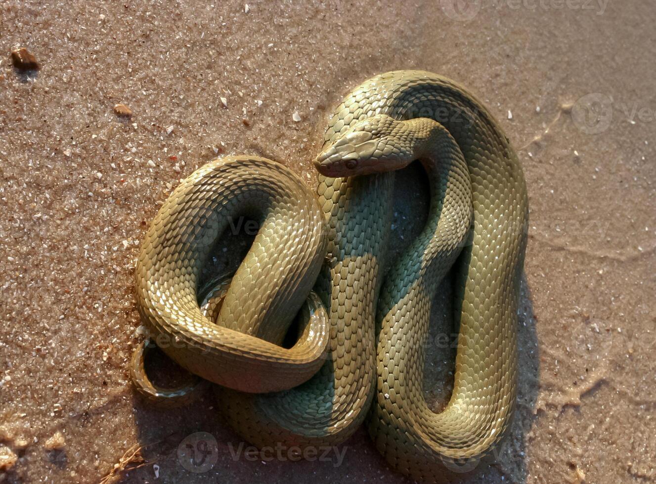 The dice snake Natrix tessellata, a water snake basks in the sun on the sandy shore of a lake photo