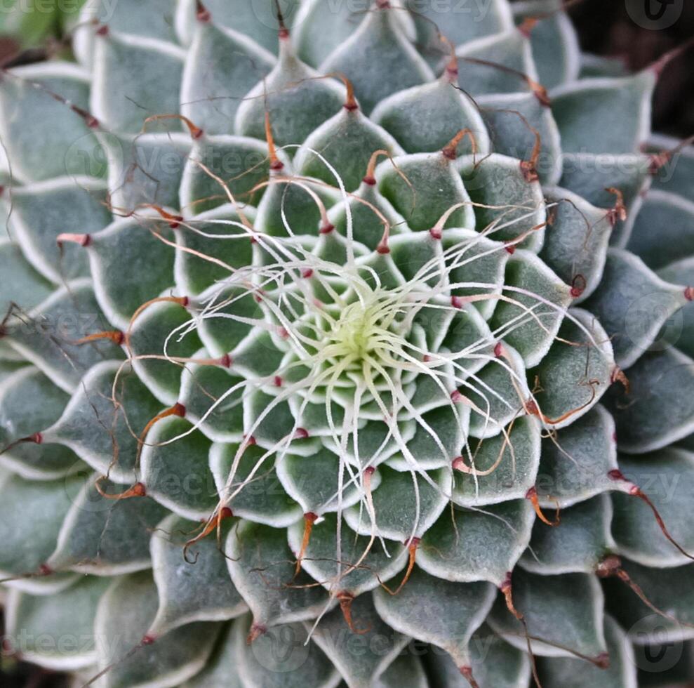 African plant with succulent leaves Graptopetalum sp., Crassulaceae photo