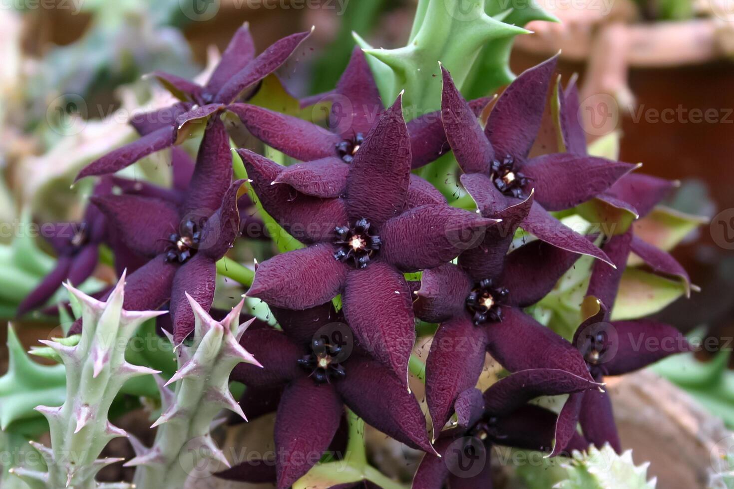 Blooming succulent with succulent leaves storing water Caralluma sp., Apocynaceae photo