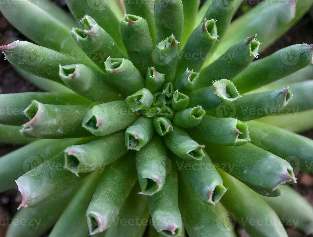 Andromiscus sp. succulent with succulent leaves that store water photo
