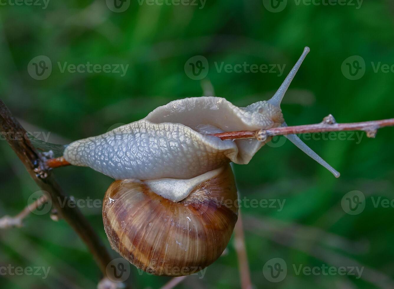 Grape snail Helix pomatia, a gastropod mollusk crawling on a twig photo