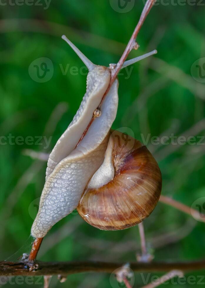 Grape snail Helix pomatia, a gastropod mollusk crawling on a twig photo