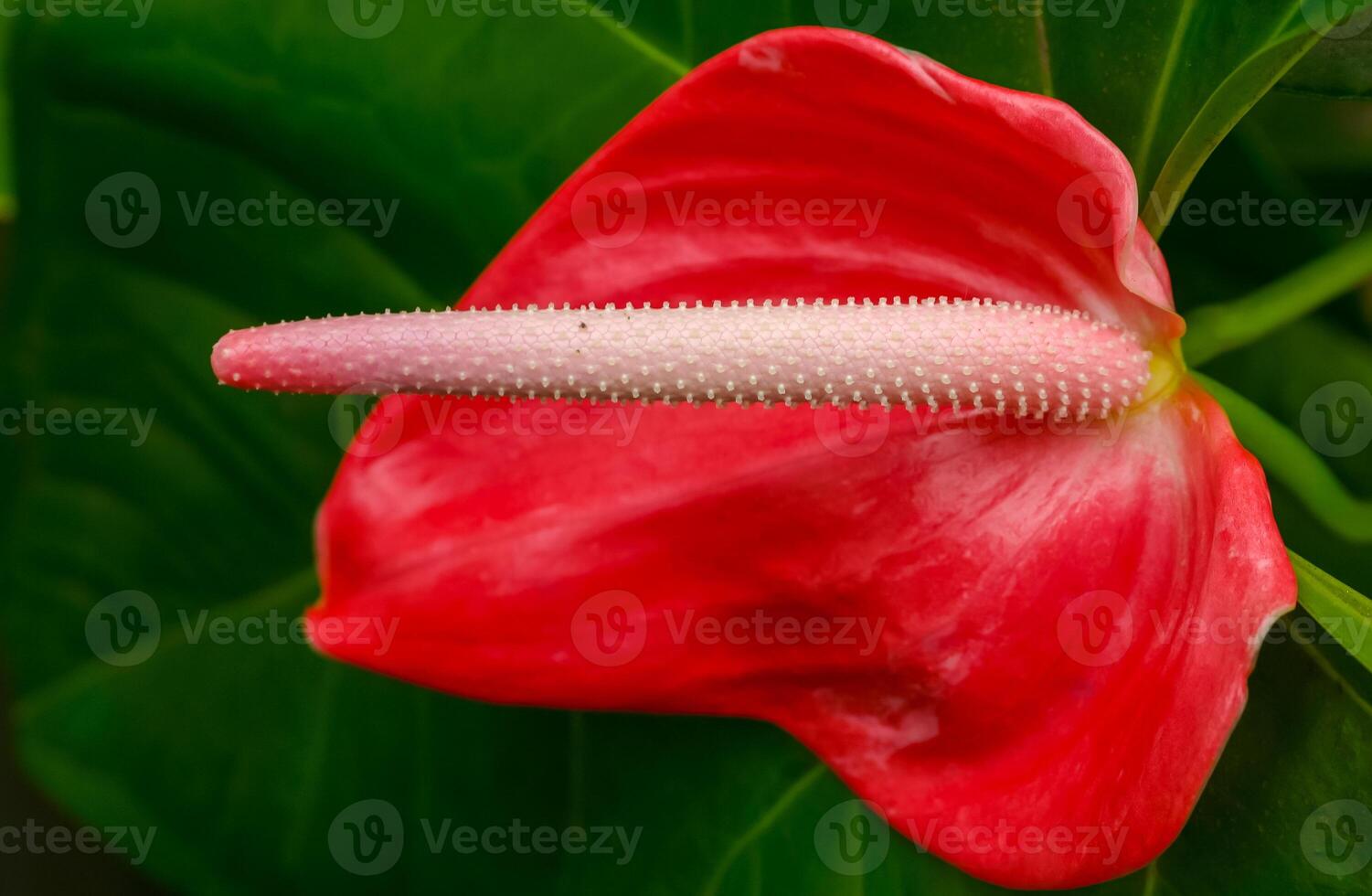 Anthurium tropical plant blooming with red flowers, close-up photo
