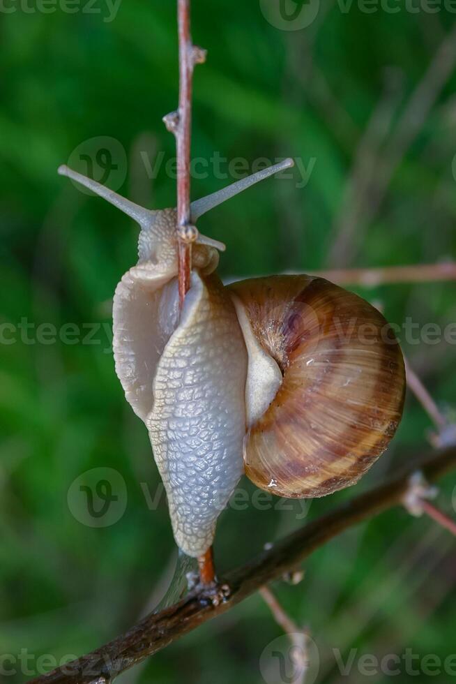 Grape snail Helix pomatia, a gastropod mollusk crawling on a twig photo