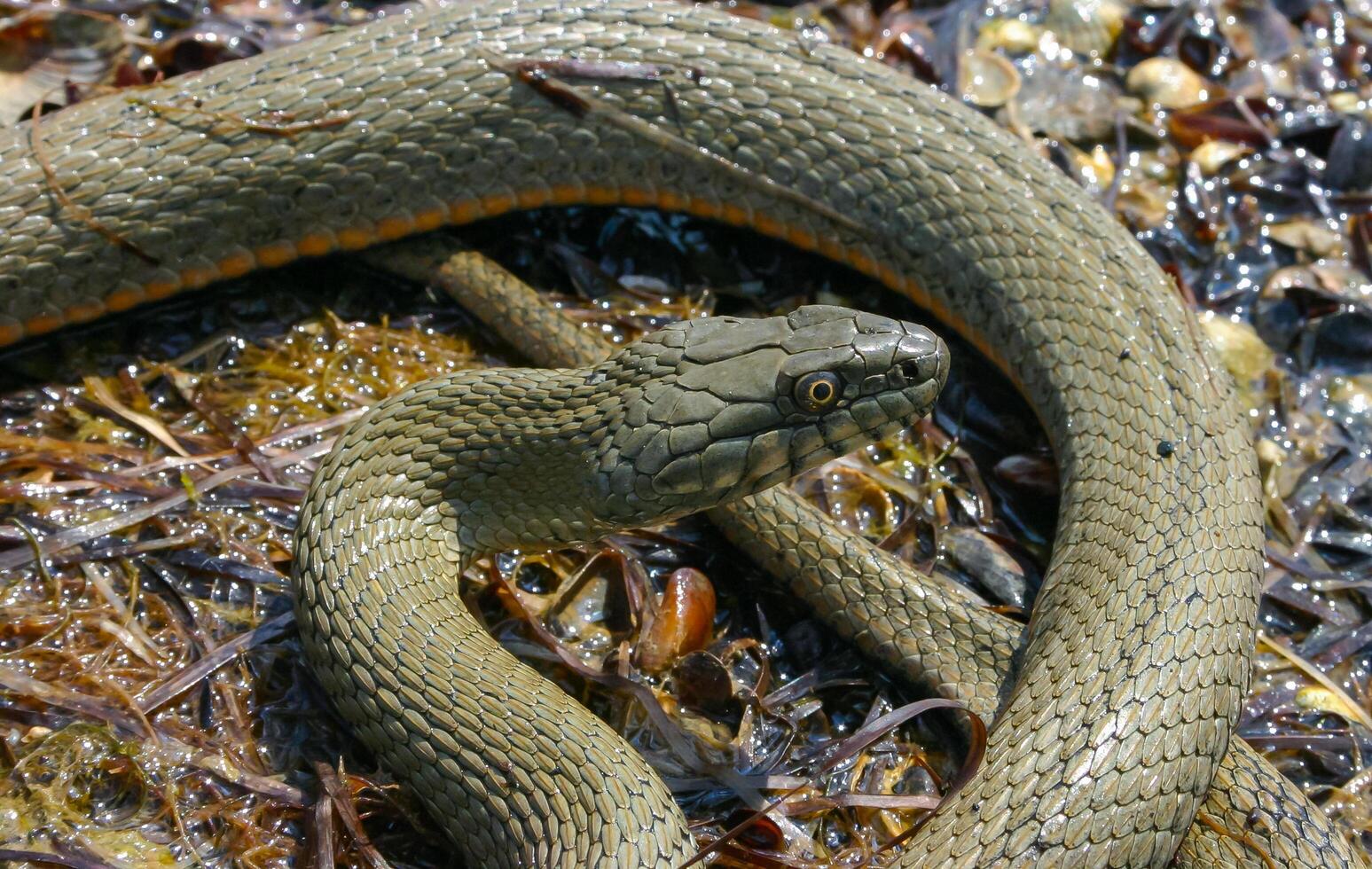 The dice snake Natrix tessellata lies on a stone, Tiligul estuary, Ukraine photo