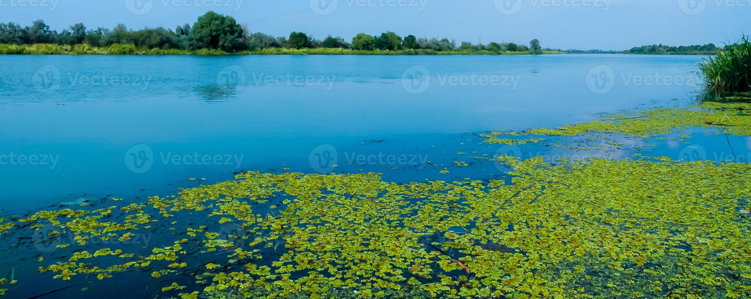 Floating watermoss Salvinia natans, plants floating on the water surface in the clear water of Lake Yalpug photo