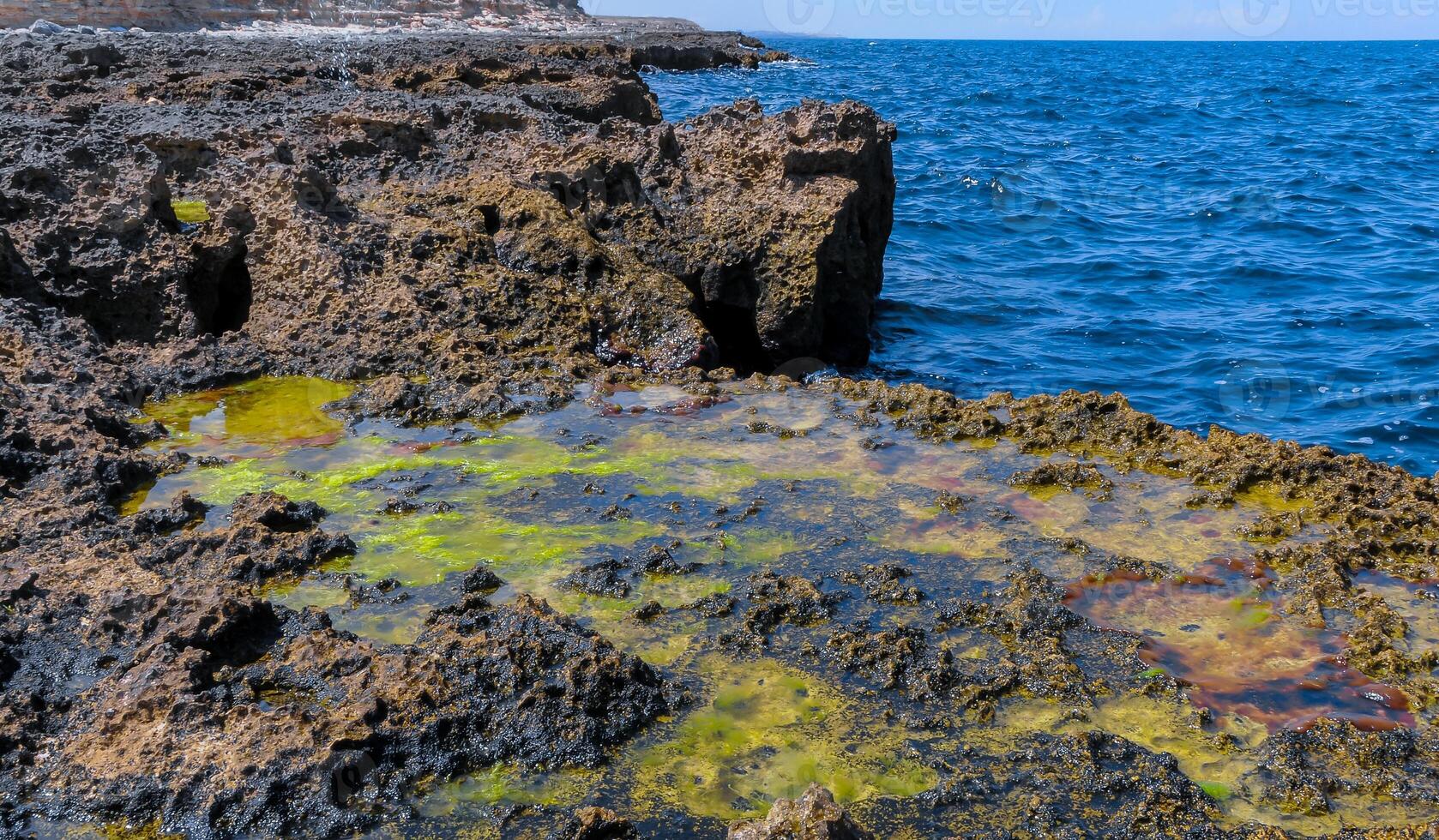 Green algae in littoral puddles in a flat rocky shore in eastern Crimea, Black Sea photo
