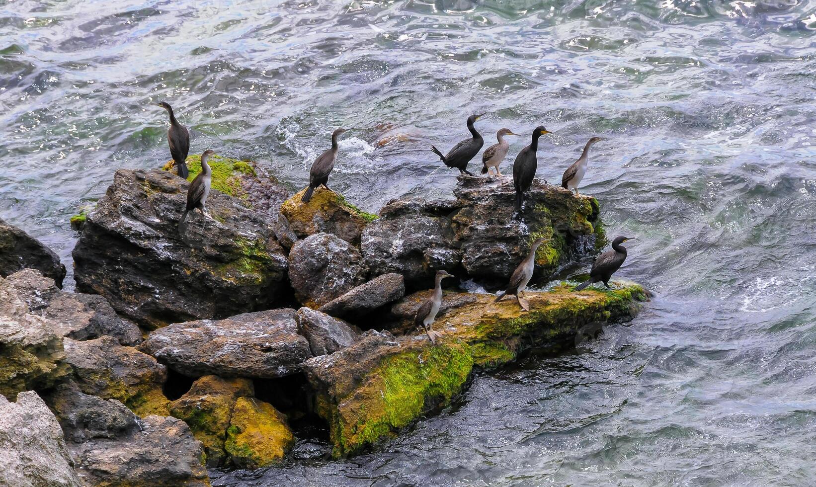 The great cormorant Phalacrocorax carbo, birds rest on rocks covered with white droppings on the Black Sea coast, Krimea photo