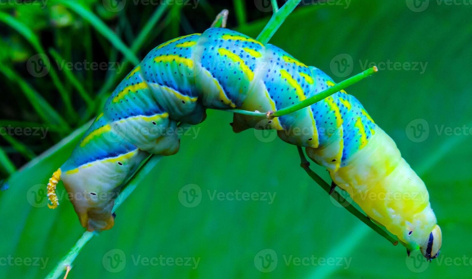The African death's-head hawkmoth Acherontia atropos, A yellow-green nightfly caterpillar crawling through green plants photo