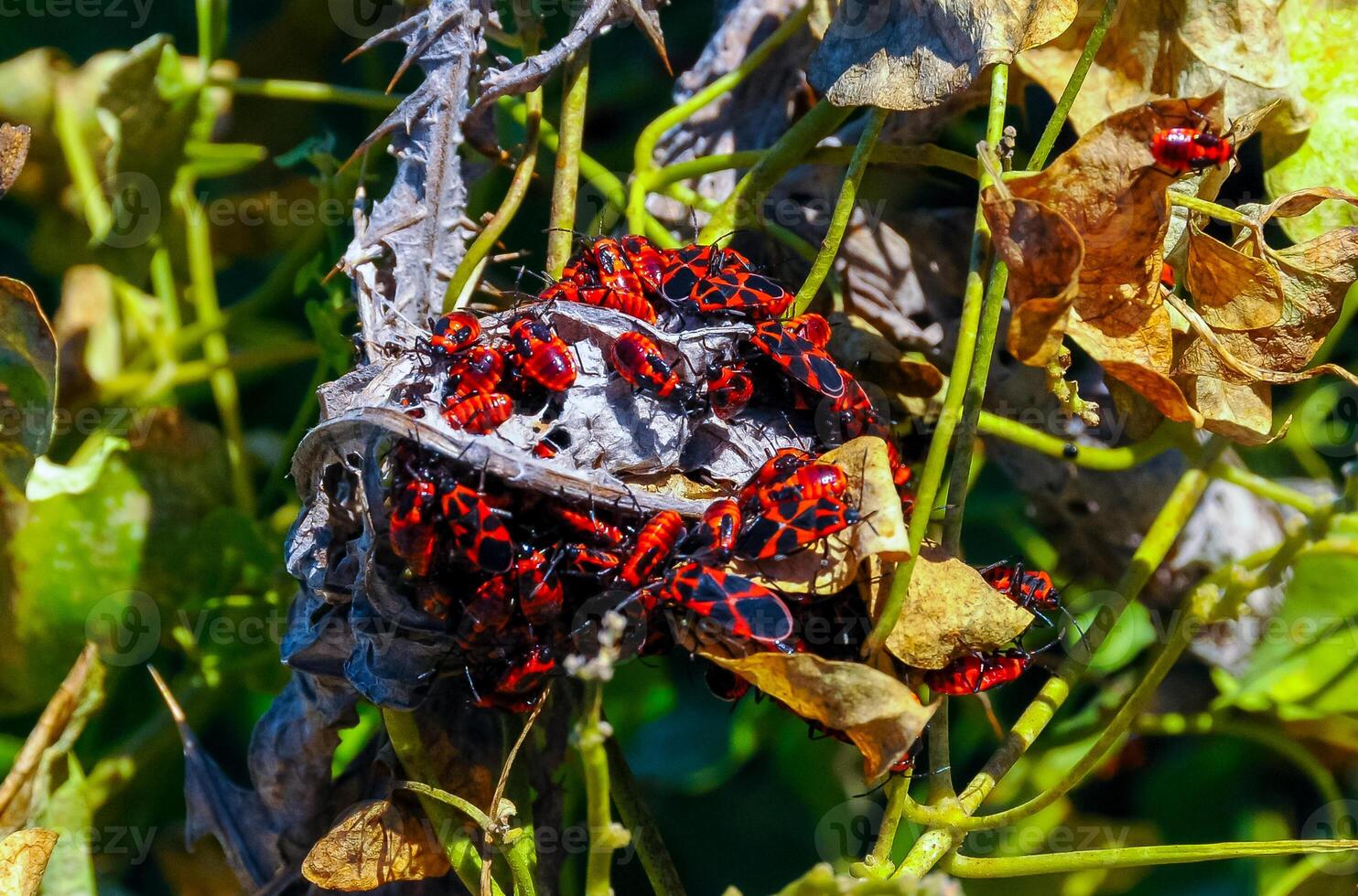 The firebug Pyrrhocoris apterus, accumulation of bugs on wild vegetation photo