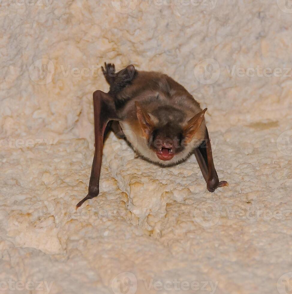 A bat rests upside down during the day in the catacombs of eastern Crimea photo
