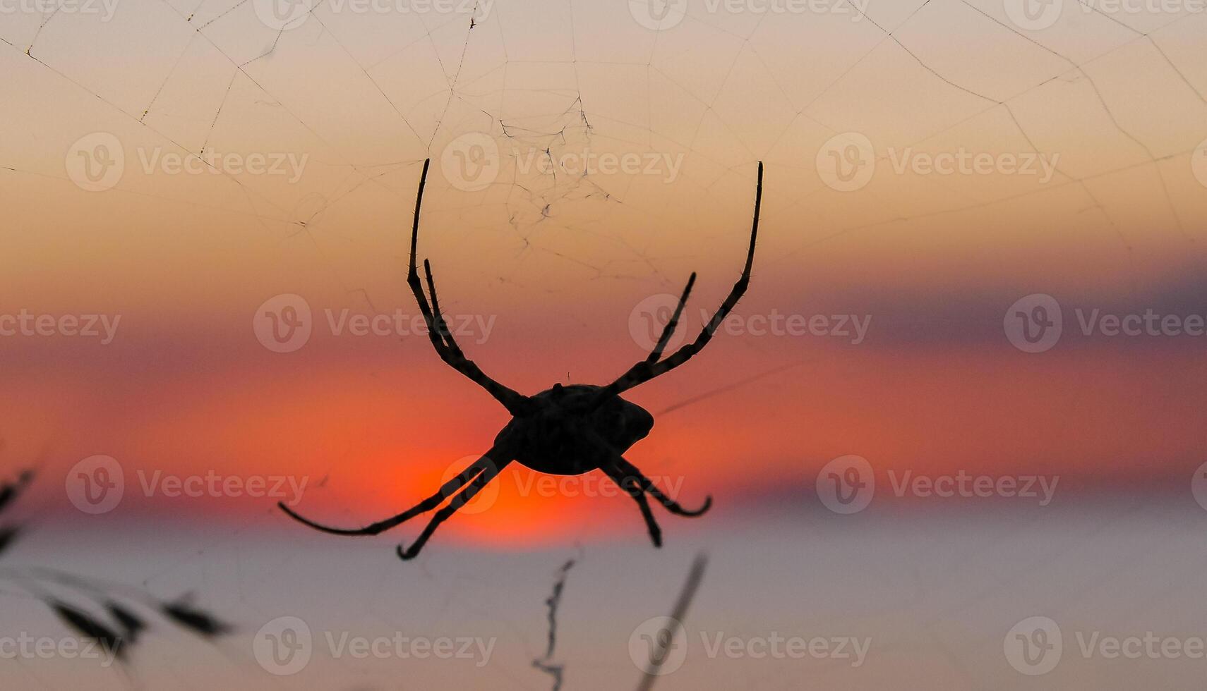 Huge spider Argiope lobata, Araneidae, A female spider in a web against the sunset, eastern Crimea photo