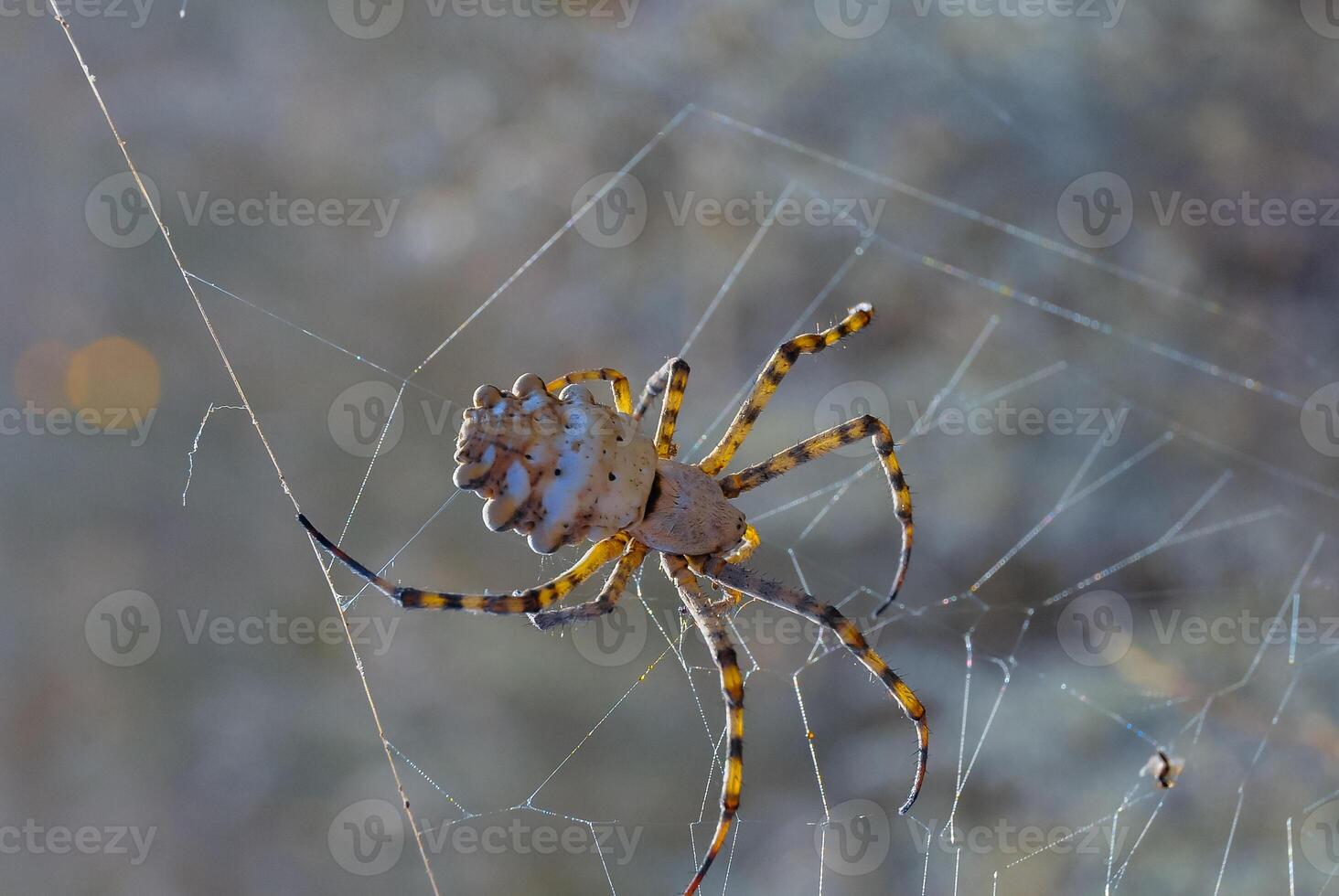 Huge spider Argiope lobata, Araneidae, A female spider in a web, eastern Crimea photo
