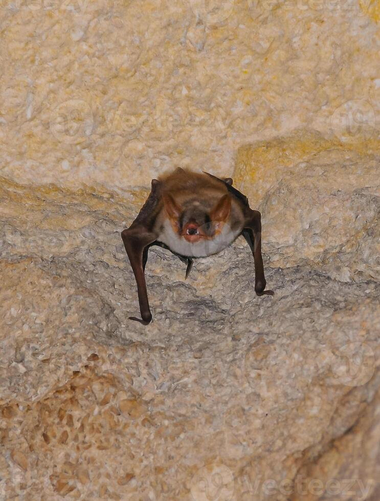 A bat rests upside down during the day in the catacombs of eastern Crimea photo