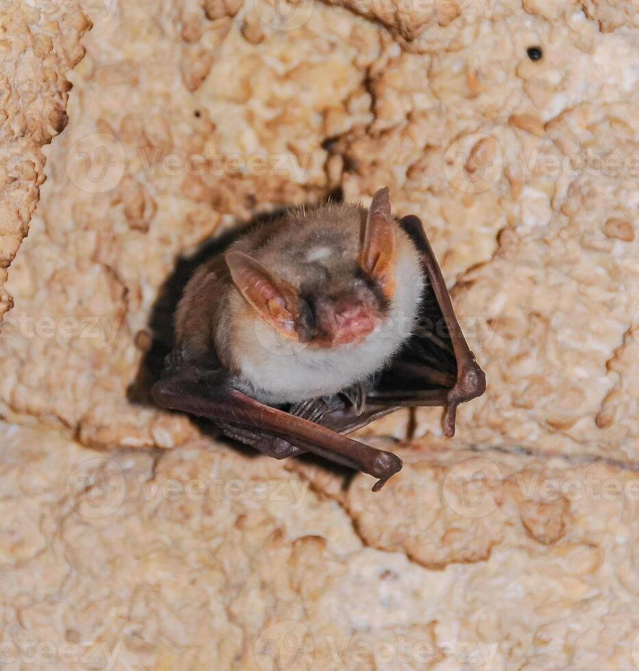 A bat rests upside down during the day in the catacombs of eastern Crimea photo