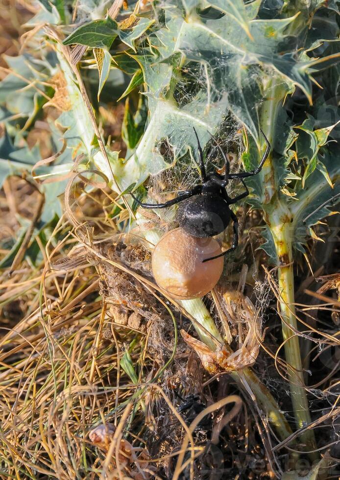 European black widow Latrodectus tredecimguttatus, A female spider sits in her nest with a cocoon of eggs photo