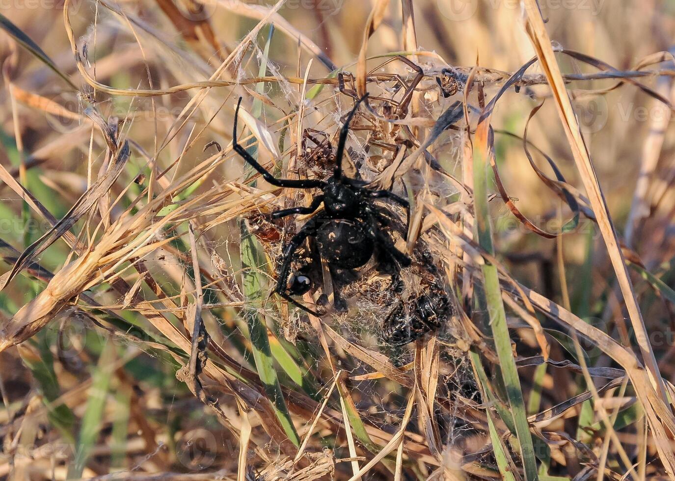 European black widow Latrodectus tredecimguttatus, a spider sits in the grass in its nest with killed insects photo