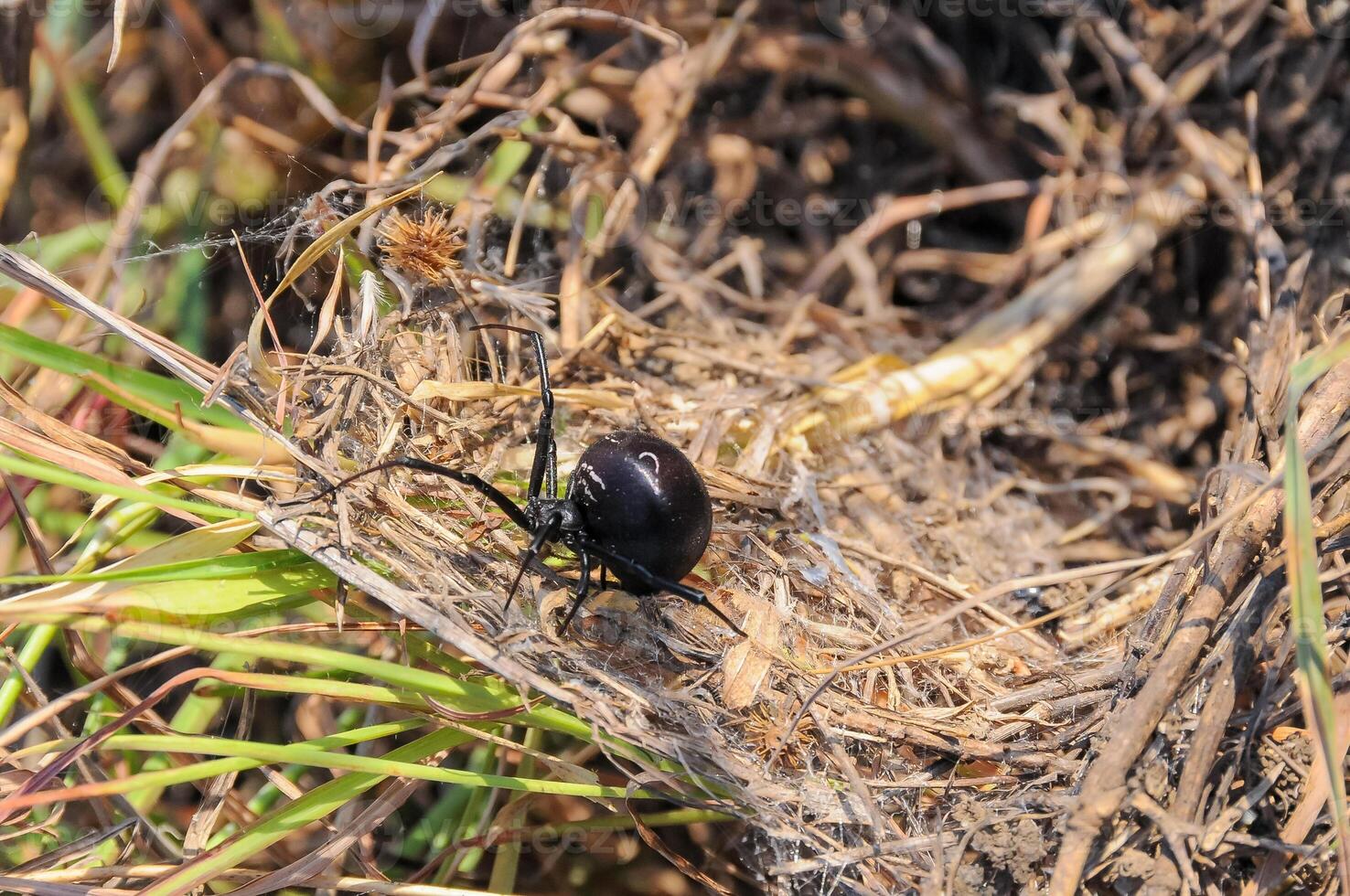 European black widow Latrodectus tredecimguttatus, a spider sits in the grass in its nest photo