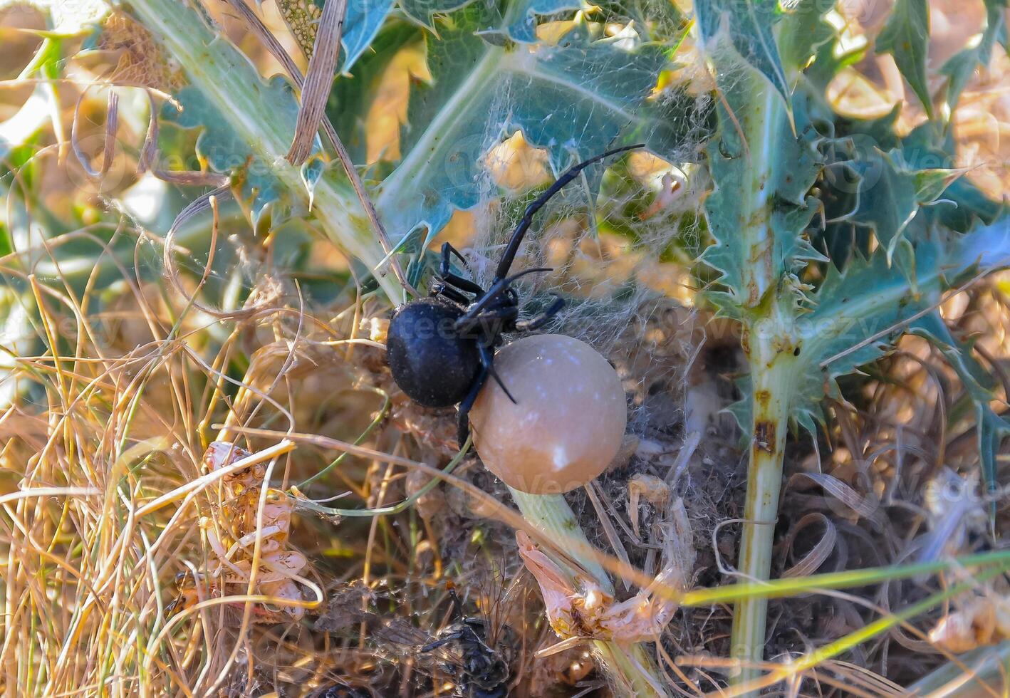 European black widow Latrodectus tredecimguttatus, A female spider sits in her nest with a cocoon of eggs photo