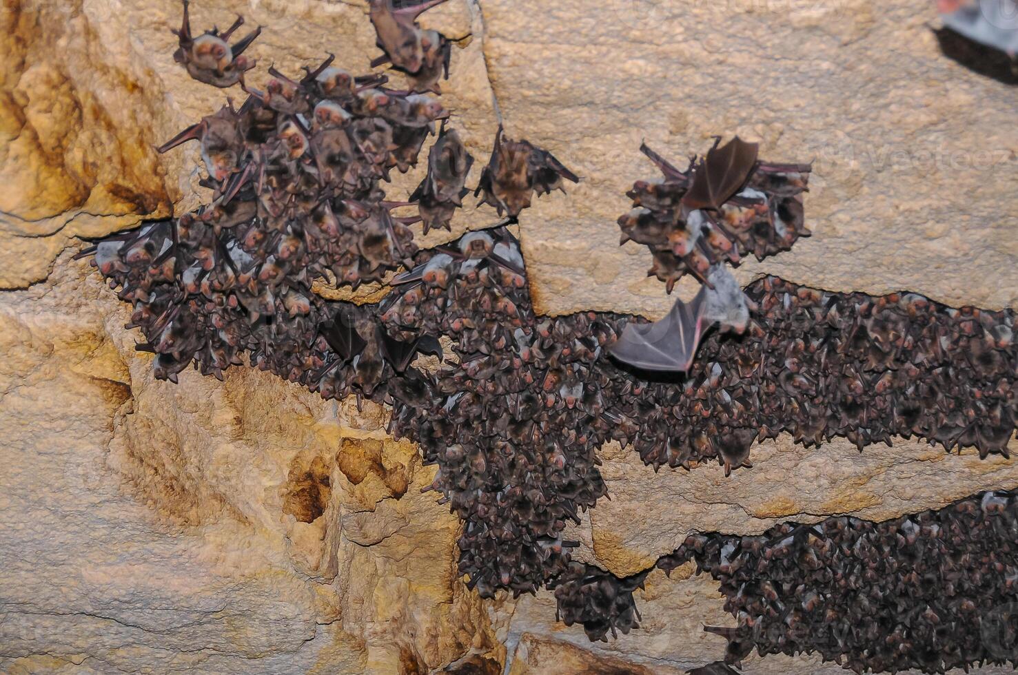 A large colony of bats resting during the day in the catacombs of eastern Crimea photo
