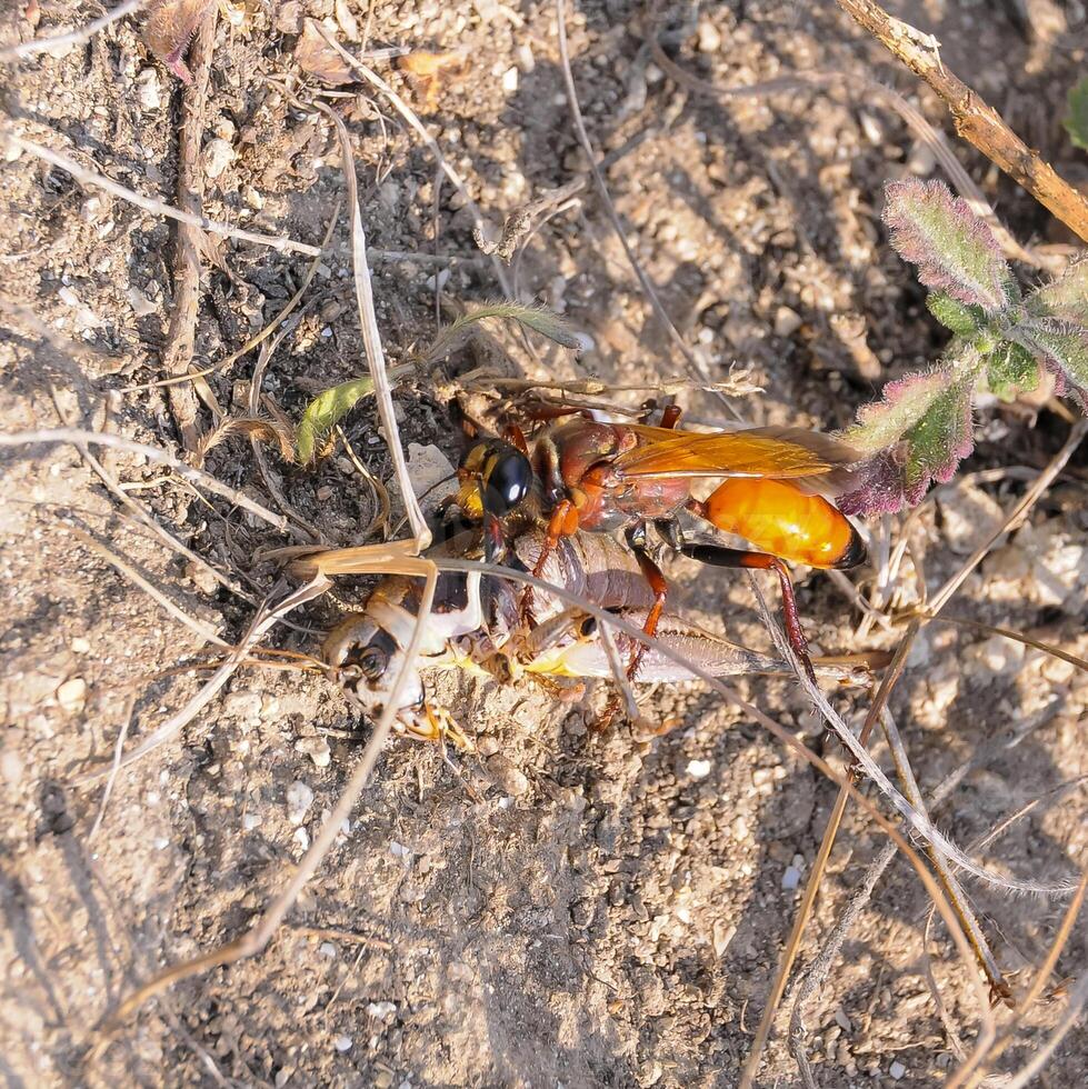 Great golden digger Sphex ichneumoneus, A wasp paralyzes a grasshopper and drags it into a hole dug in the sand photo