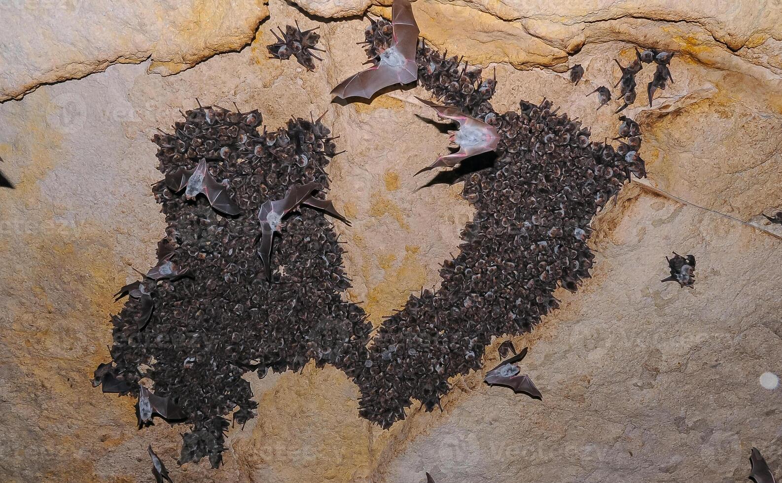 A large colony of bats resting during the day in the catacombs of eastern Crimea photo