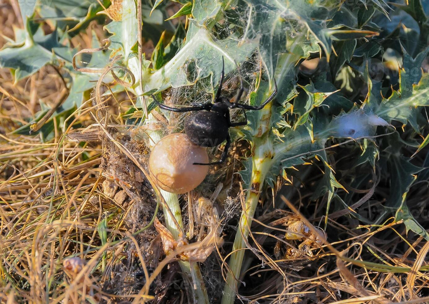 European black widow Latrodectus tredecimguttatus, A female spider sits in her nest with a cocoon of eggs photo